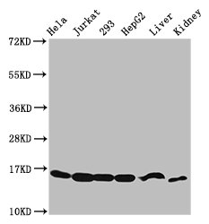 HIST1H3A (Ab-4) Polyclonal Antibody (100 µl)