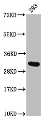 HIST1H2AG (Ab-29) Polyclonal Antibody (50 µl)