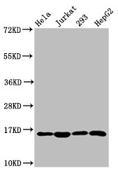 HIST1H3A (Ab-10) Polyclonal Antibody (50 µl)