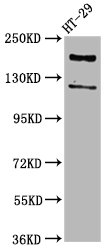 SYNJ1 Polyclonal Antibody (100 µl)
