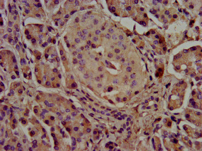 CEL Polyclonal Antibody (20 µl)