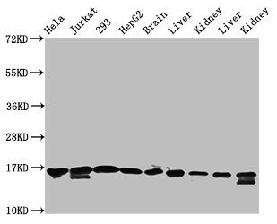 HIST1H3A (Ab-122) Polyclonal Antibody (100 µl)