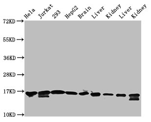 HIST1H3A (Ab-122) Polyclonal Antibody (50 µl)