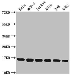 H3F3A (K79) Dimethyl Polyclonal Antibody (100 µl)