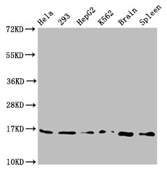 H3F3A (Ab-79) Polyclonal Antibody (50 µl)