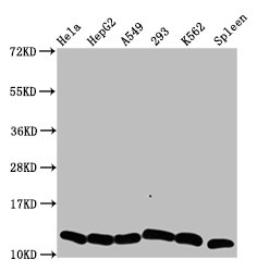 HIST1H4A (Ab-5) Polyclonal Antibody (100 µl)