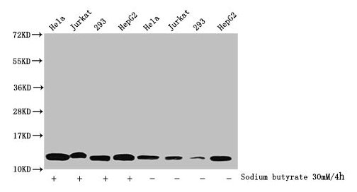 Butyrly HIST1H4A (K5) Polyclonal Antibody (100 µl)