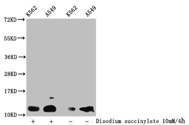 Succinyl HIST1H4A (K12) Polyclonal Antibody (100 µl)