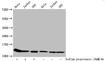 Propionyl HIST1H4A (K31) Polyclonal Antibody (100 µl)