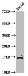 2-hydroxyisobutyryl HIST1H3A (K23) Polyclonal Antibody (100 µl)