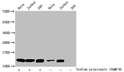 Propionyl HIST1H4A (K5) Polyclonal Antibody (100 µl)