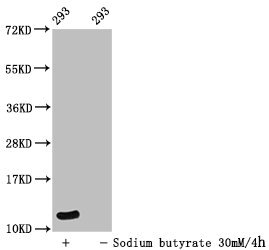 Formyl HIST1H4A (K12) Polyclonal Antibody (100 µl)