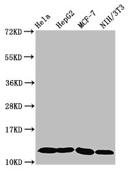 HIST1H4A (Ab-5) Polyclonal Antibody (50 µl)