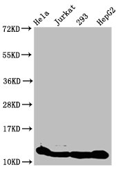 Crotonyl HIST1H4A (K8) Polyclonal Antibody (100 µl)