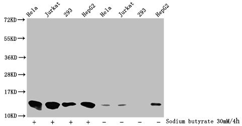 Butyrly HIST1H4A (K8) Polyclonal Antibody (100 µl)