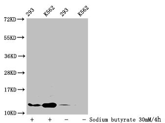 Butyrly HIST1H4A (K16) Polyclonal Antibody (100 µl)