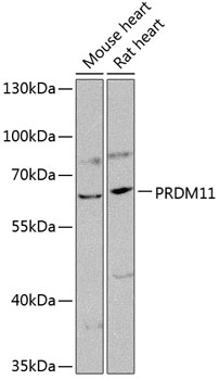 PRDM11 Polyclonal Antibody (100 µl)