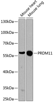 PRDM11 Polyclonal Antibody (100 µl)