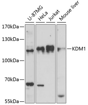 KDM1 Polyclonal Antibody (100 µl)