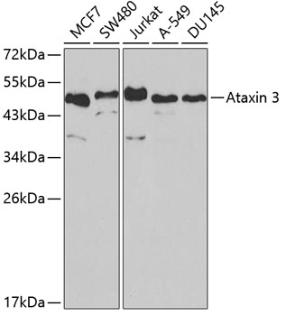 Ataxin 3 Polyclonal Antibody (50 µl)
