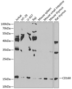 CD160 Polyclonal Antibody (50 µl)