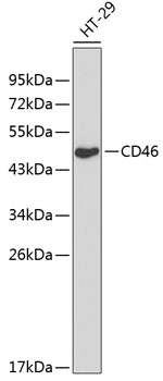 CD46 Polyclonal Antibody (50 µl)