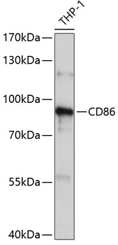 CD86 Polyclonal Antibody (100 µl)