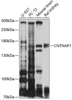 CNTNAP1 Polyclonal Antibody (100 µl)