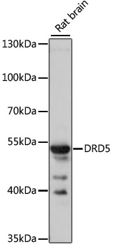 DRD5 Polyclonal Antibody (100 µl)
