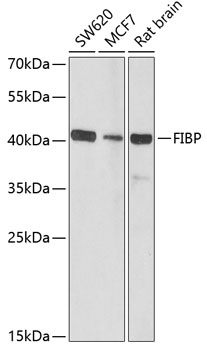 FIBP Polyclonal Antibody (100 µl)