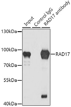 RAD17 Polyclonal Antibody (100 µl)