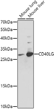 CD40LG Polyclonal Antibody (100 µl)