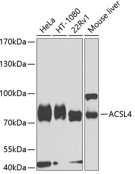 ACSL4 Polyclonal Antibody (50 µl)