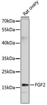 FGF2 Polyclonal Antibody (50 µl)