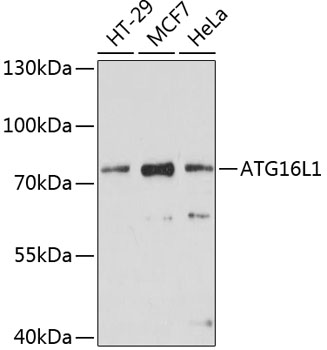 ATG16L1 Polyclonal Antibody (50 µl)