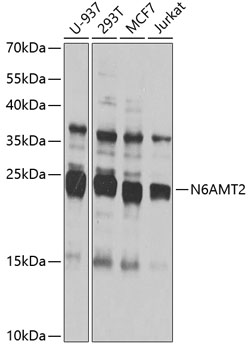 N6AMT2 Polyclonal Antibody (100 µl)