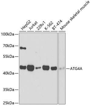 ATG4A Polyclonal Antibody (100 µl)
