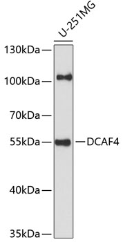 DCAF4 Polyclonal Antibody (50 µl)