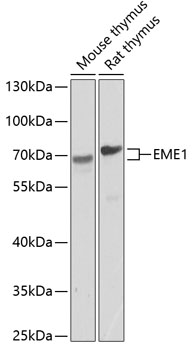 EME1 Polyclonal Antibody (50 µl)