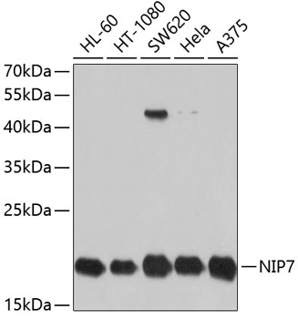 NIP7 Polyclonal Antibody (100 µl)