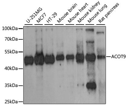 ACOT9 Polyclonal Antibody (100 µl)
