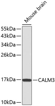 CALM3 Polyclonal Antibody (100 µl)