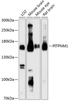PITPNM1 Polyclonal Antibody