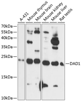 DAD1 Polyclonal Antibody (100 µl)