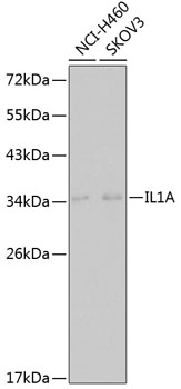 IL1A Polyclonal Antibody (50 µl)