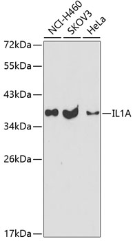IL1A Polyclonal Antibody (100 µl)