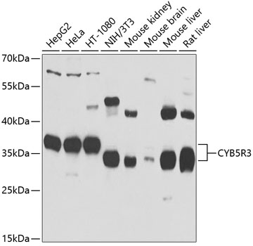 CYB5R3 Polyclonal Antibody (50 µl)