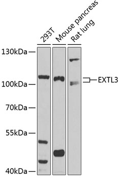 EXTL3 Polyclonal Antibody (50 µl)