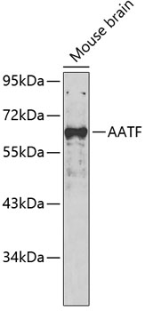 AATF Polyclonal Antibody (50 µl)