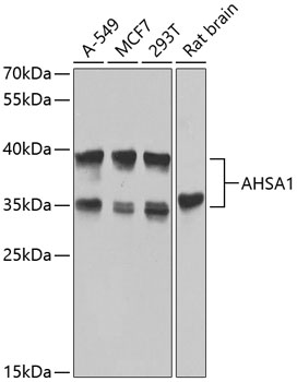 AHSA1 Polyclonal Antibody (100 µl)